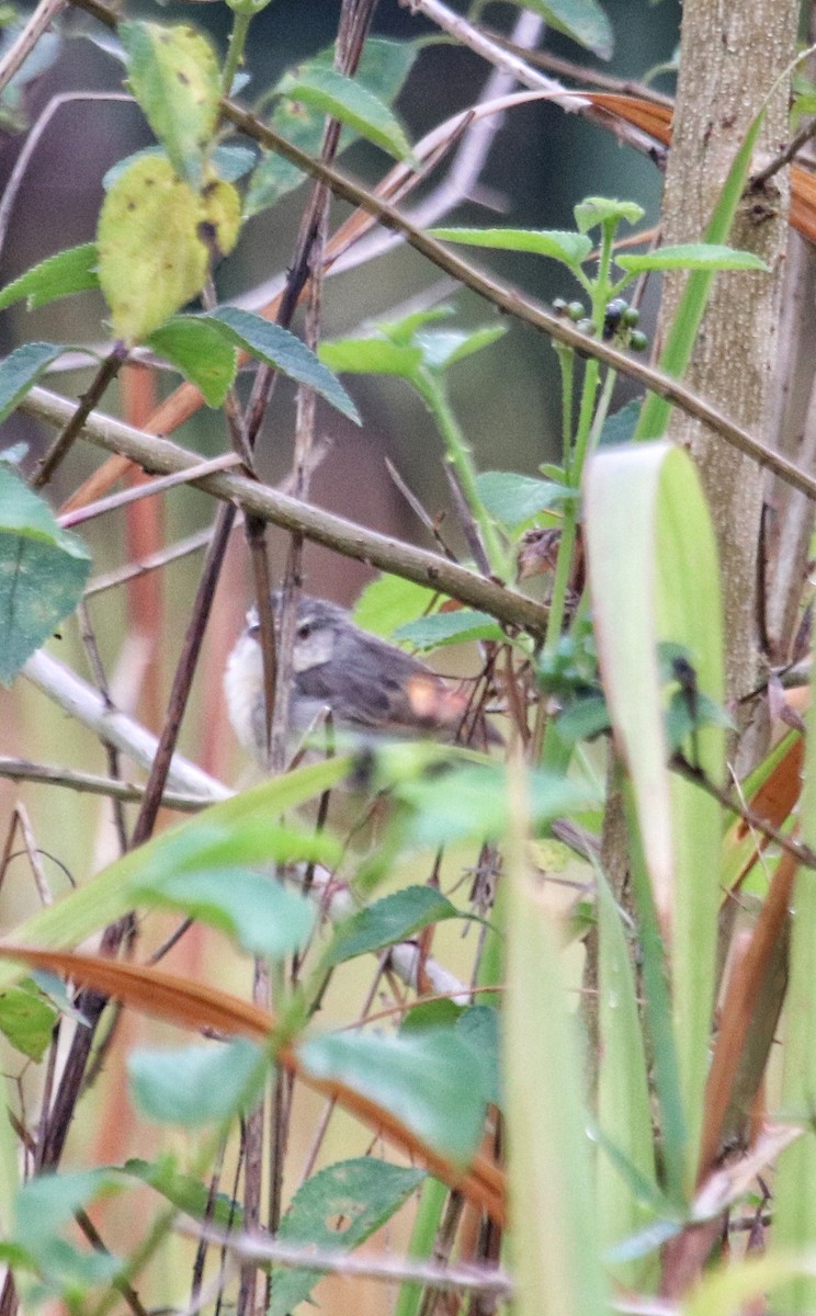 Plain Prinia - ML416320041