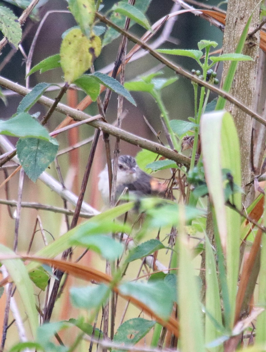 Plain Prinia - ML416320051