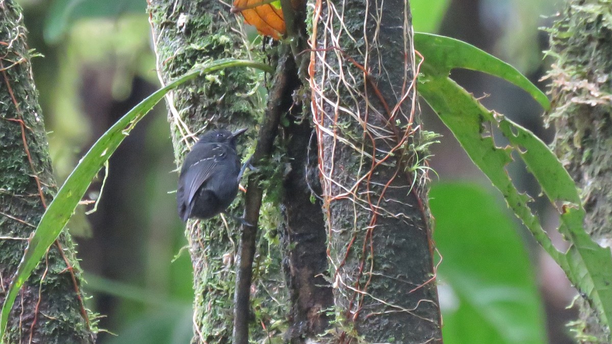 Slaty Antwren - ML416320061