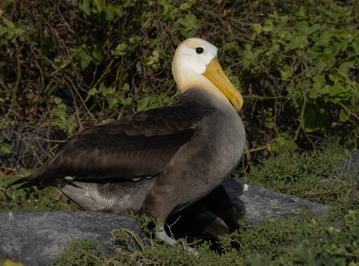 Waved Albatross - ML416320251