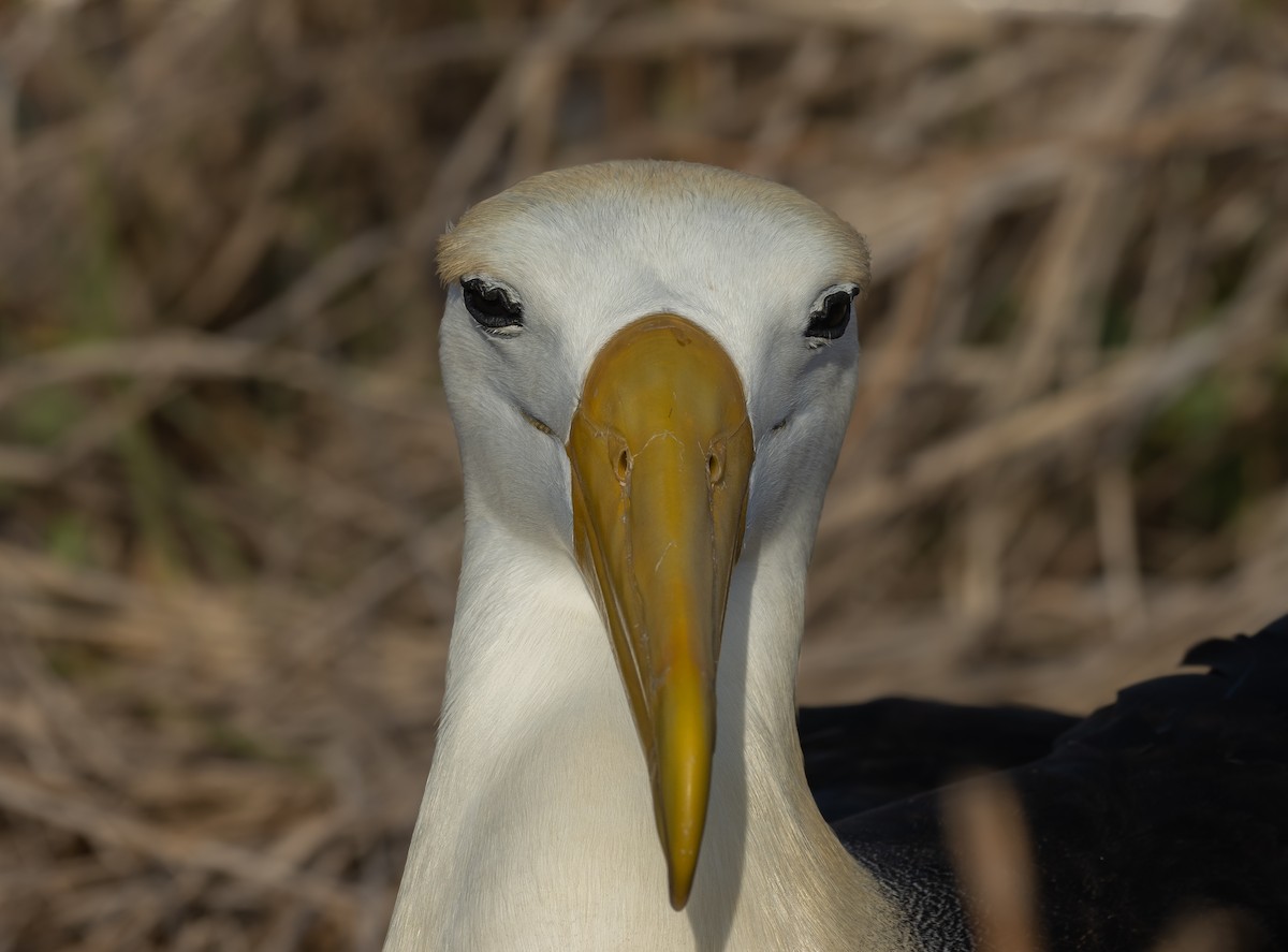 Waved Albatross - ML416320271