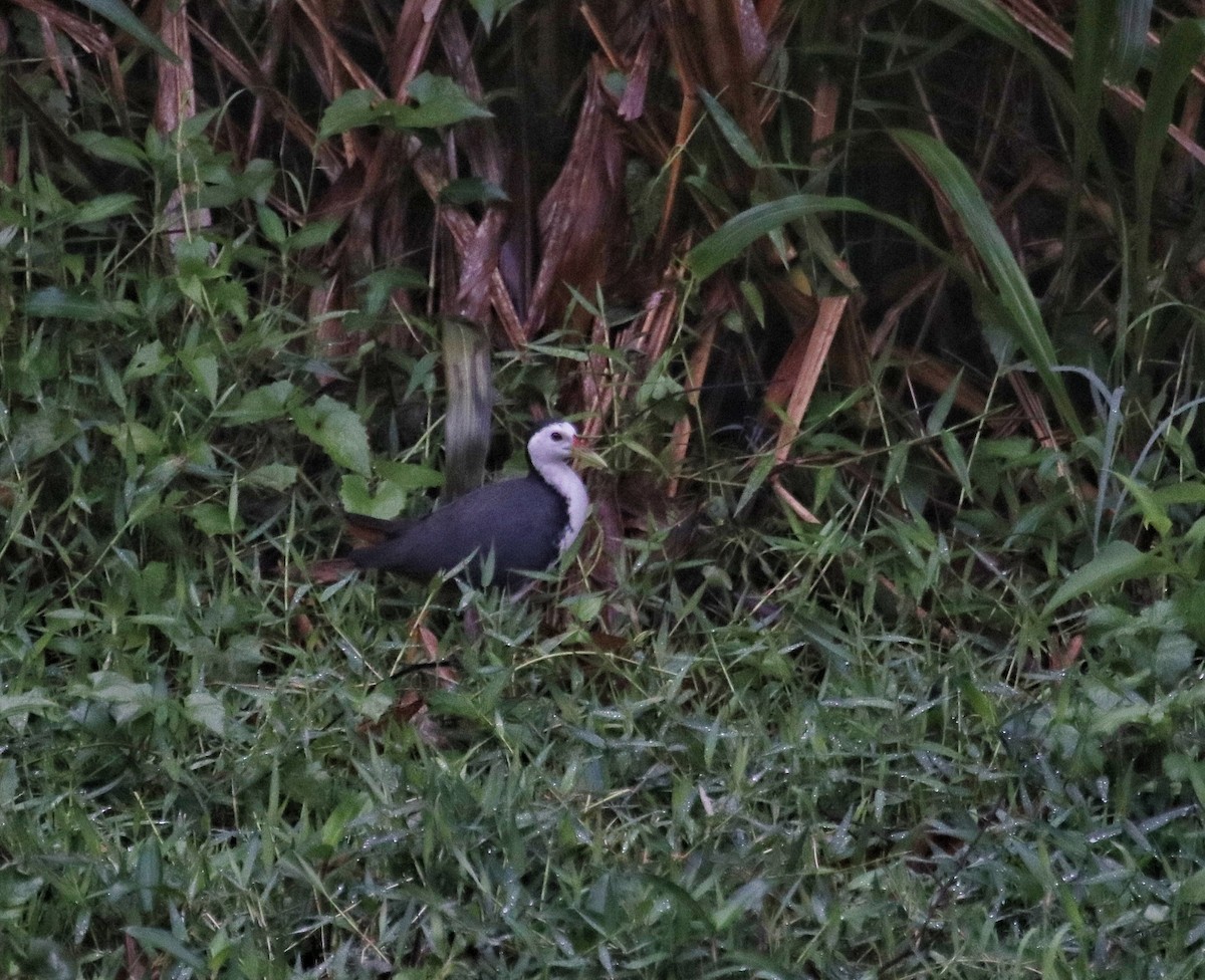White-breasted Waterhen - ML416320281