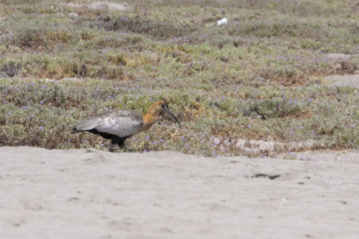 Black-faced/Andean Ibis - ML416322821