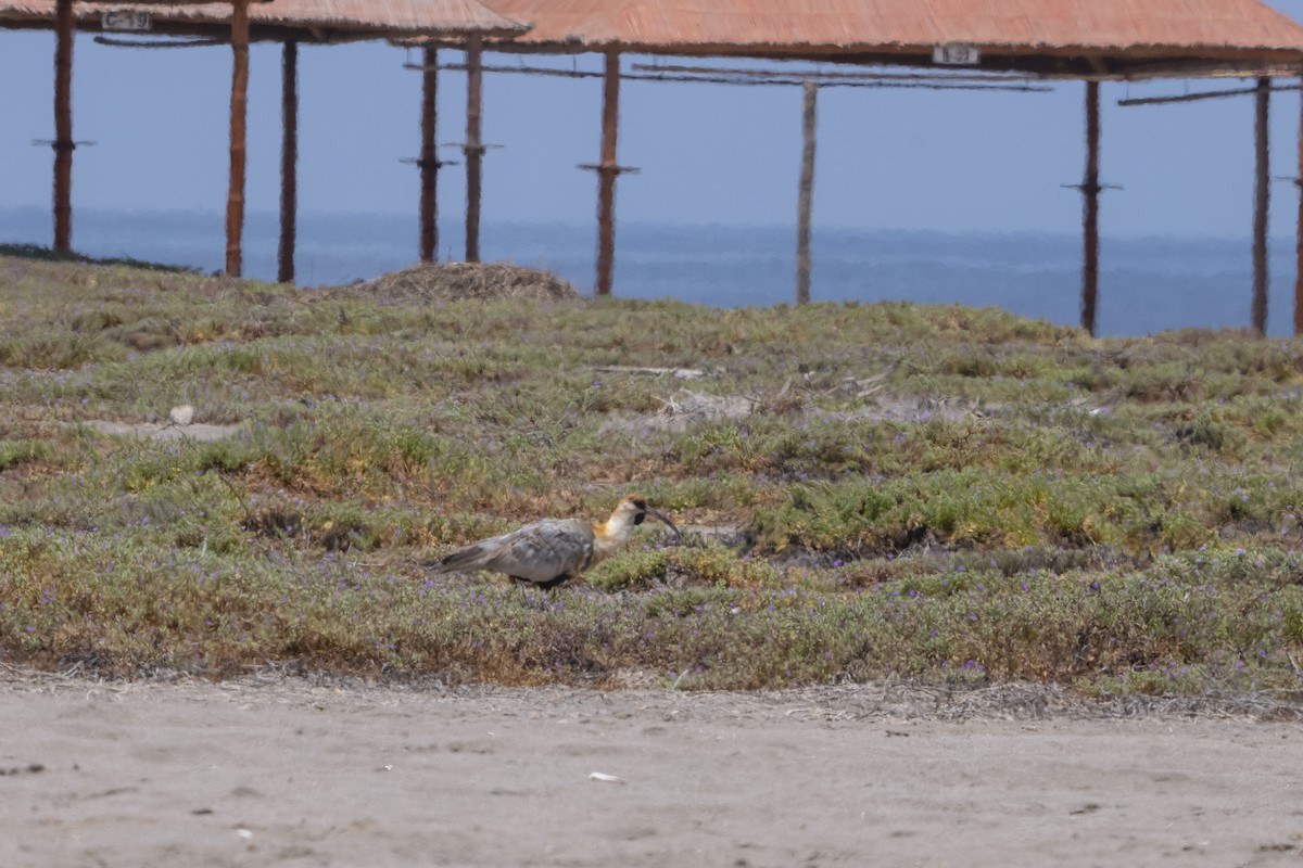 Black-faced/Andean Ibis - ML416322841