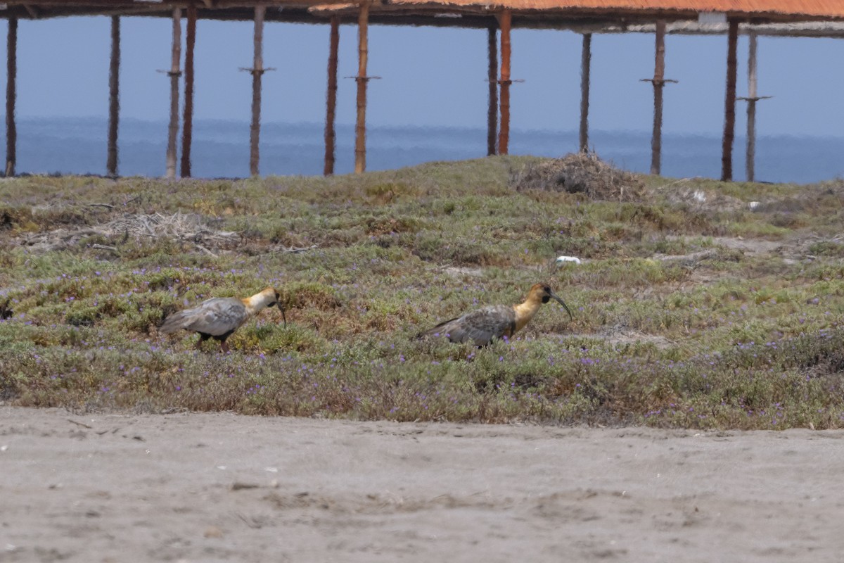 Black-faced/Andean Ibis - ML416322861