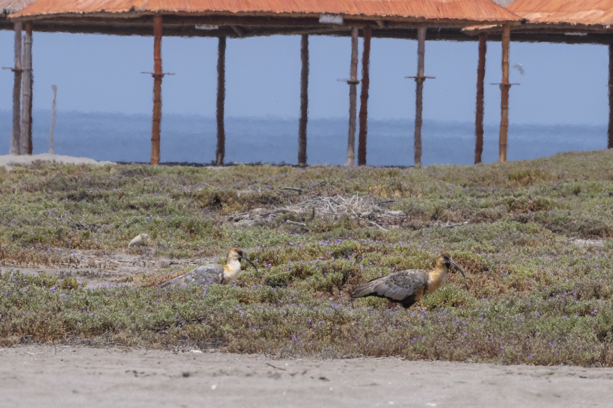 Black-faced/Andean Ibis - ML416322871