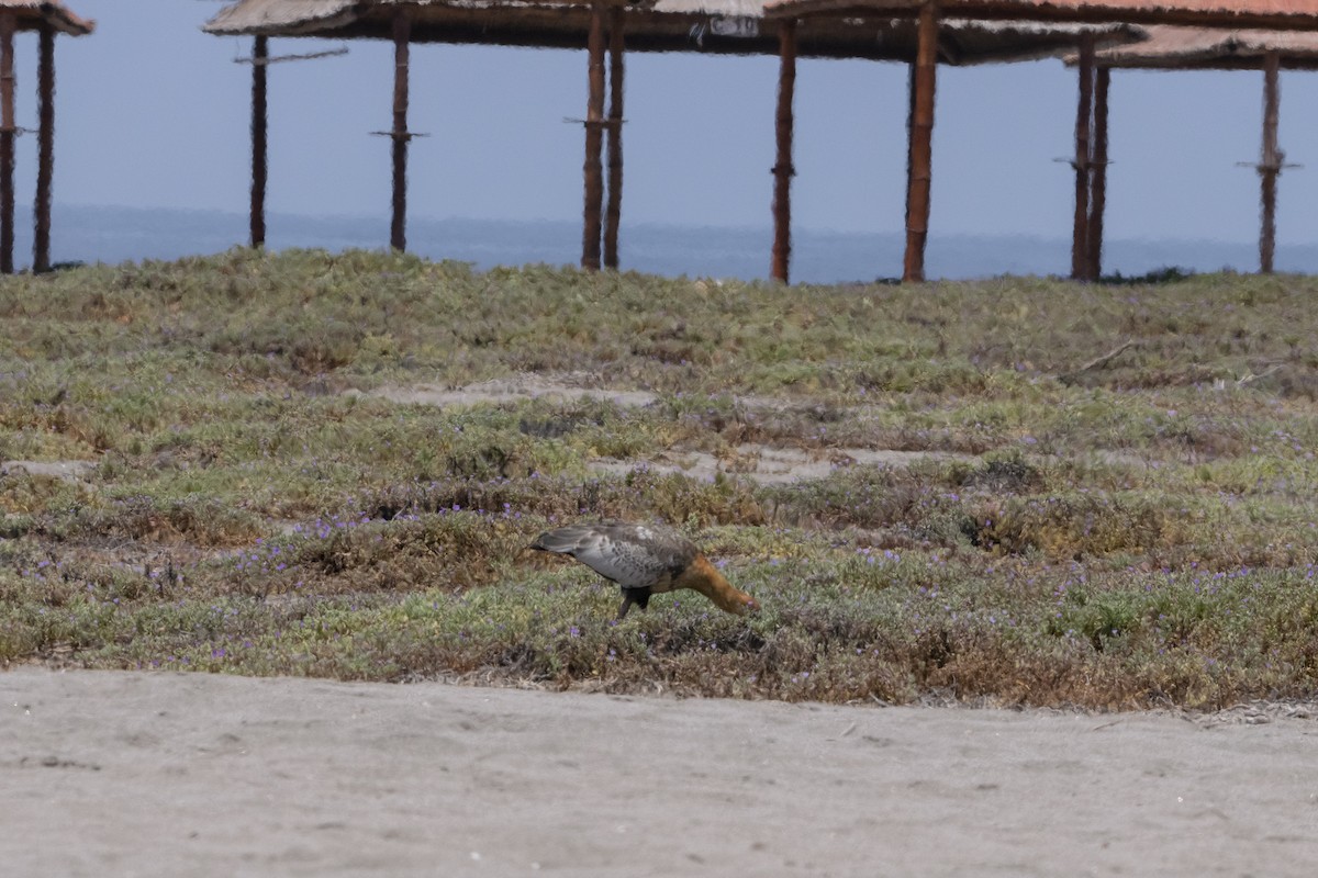 Black-faced/Andean Ibis - ML416322891