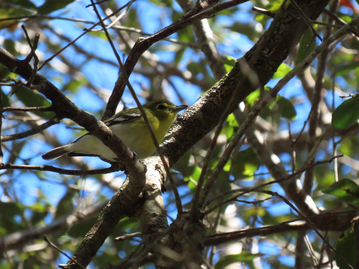 Yellow-throated Vireo - ML416323361