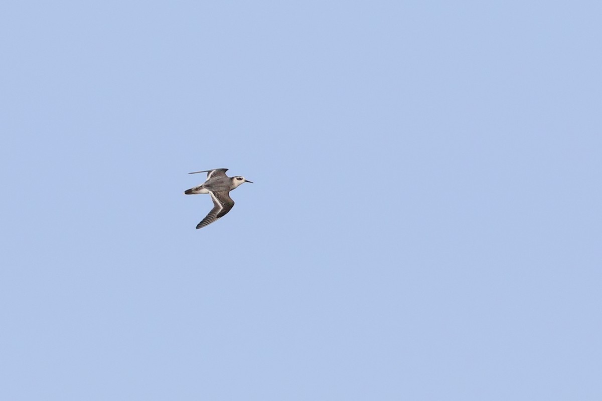 Red Phalarope - ML416326011