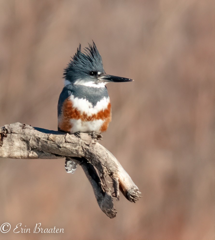 Belted Kingfisher - Markus and Erin Braaten