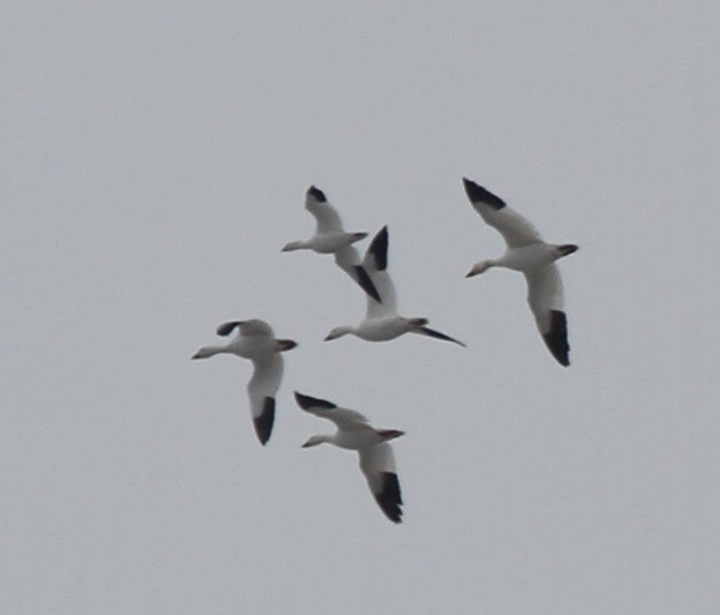 Ross's Goose - ML416329561