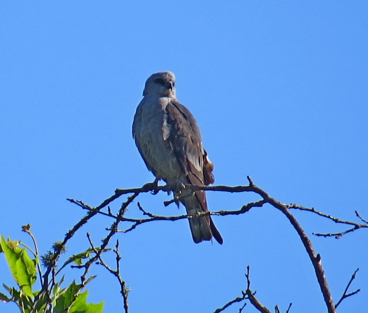 Mississippi Kite - ML416329741