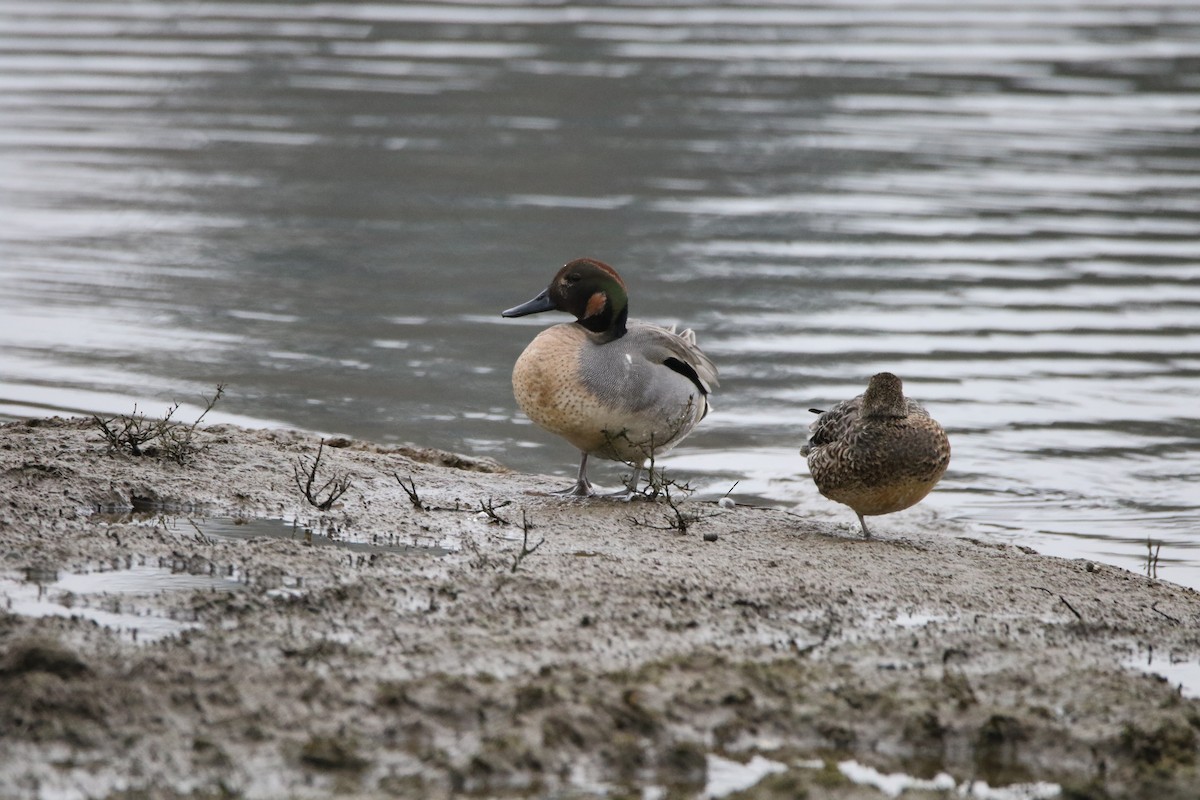 Northern Pintail x Green-winged Teal (hybrid) - ML416329941