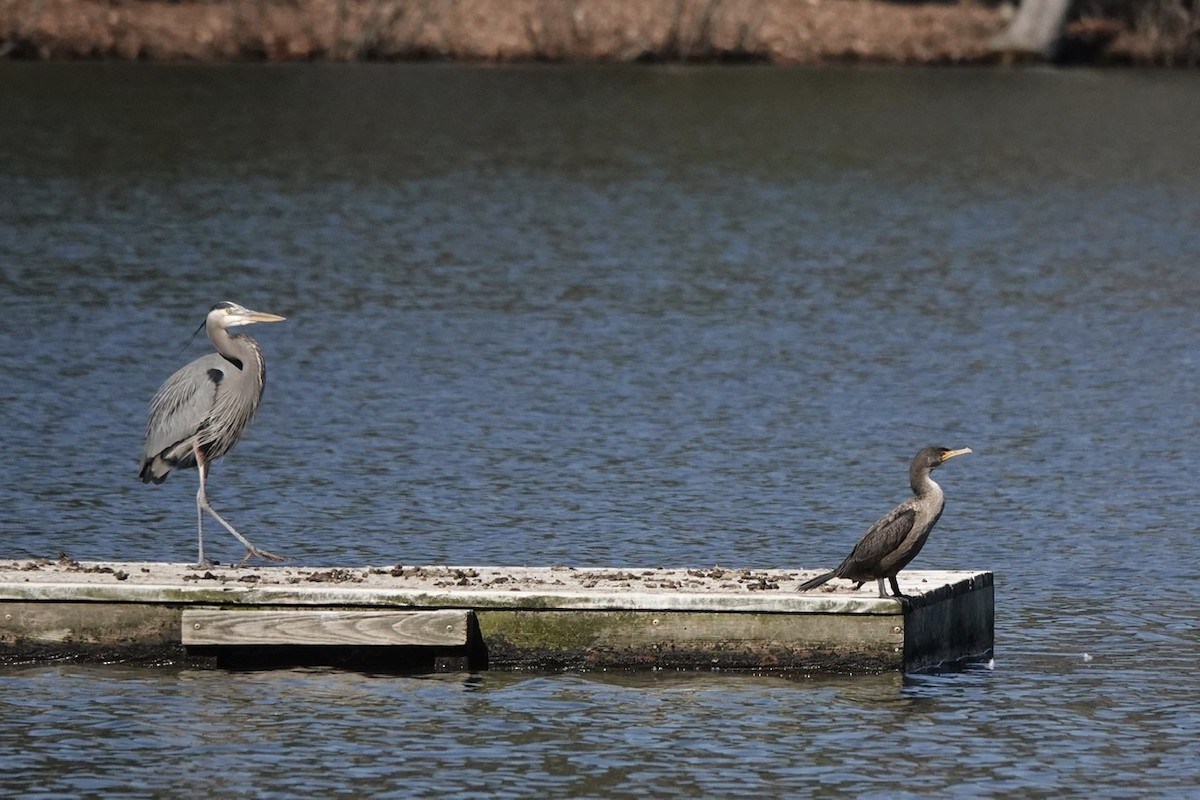 Double-crested Cormorant - ML416330641