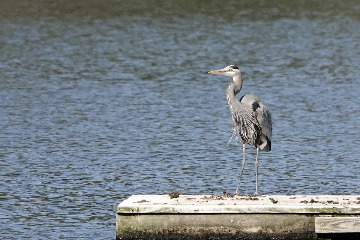 Great Blue Heron - ML416330671