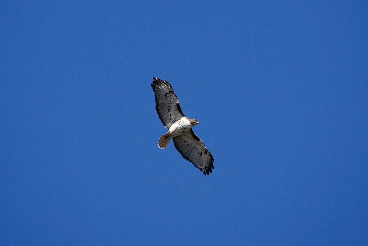 Red-tailed Hawk - ML416330741