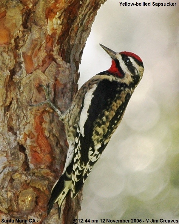 Yellow-bellied Sapsucker - ML41633101