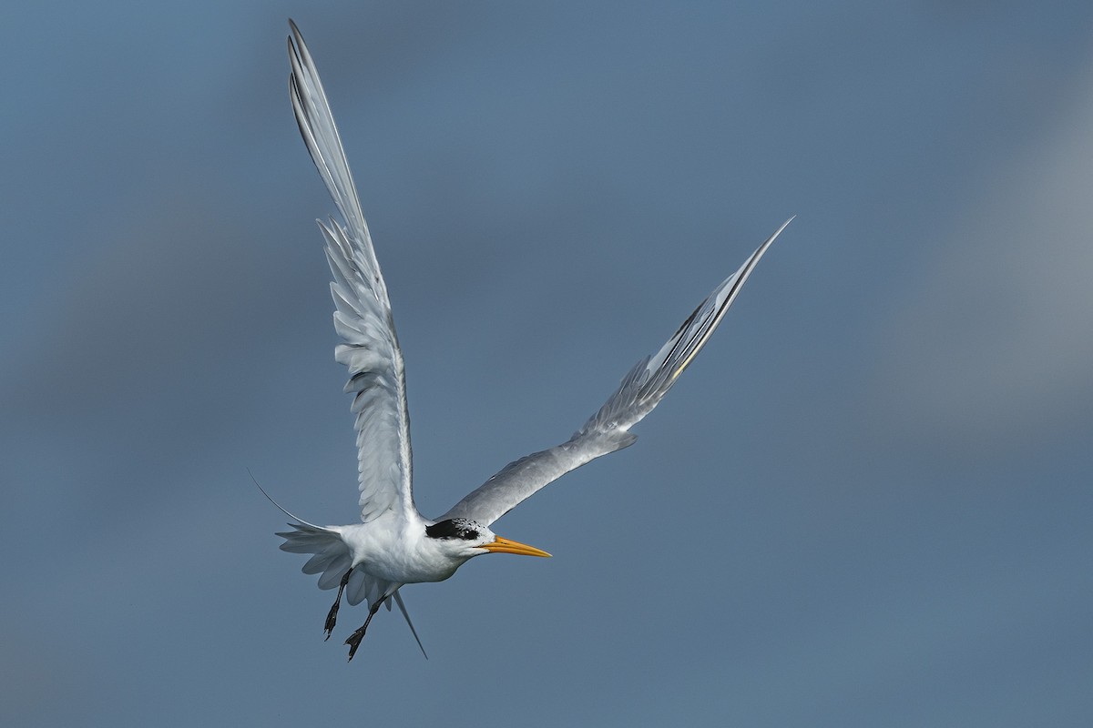 Lesser Crested Tern - ML416331951