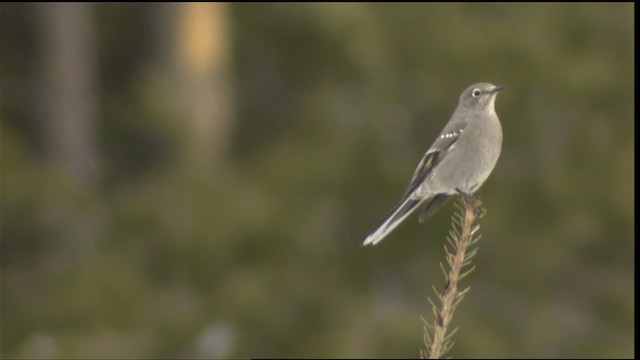 Townsend's Solitaire - ML416334