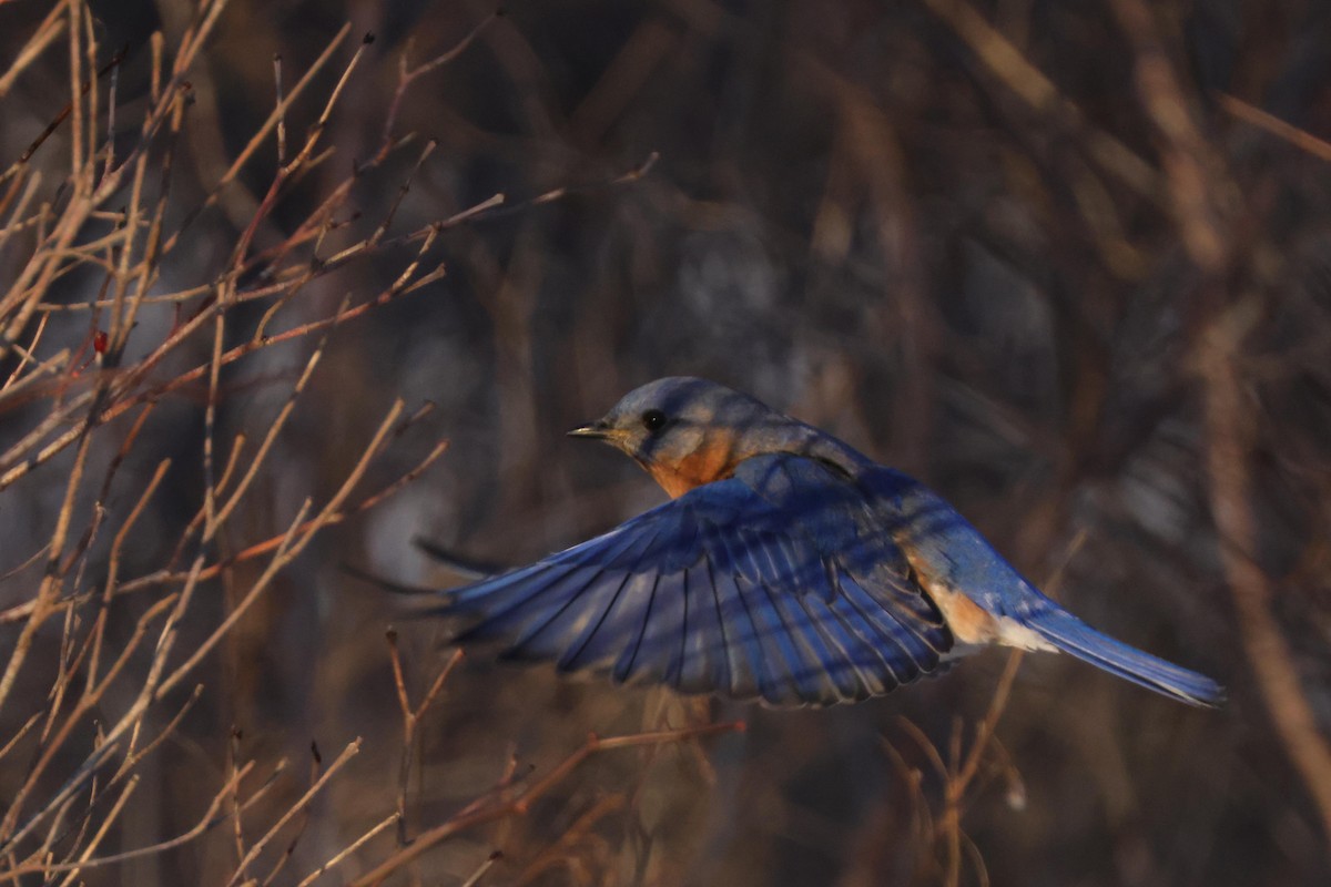 Eastern Bluebird - ML416334371