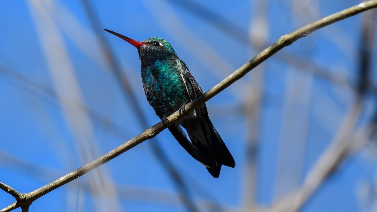 Broad-billed Hummingbird - ML416335141