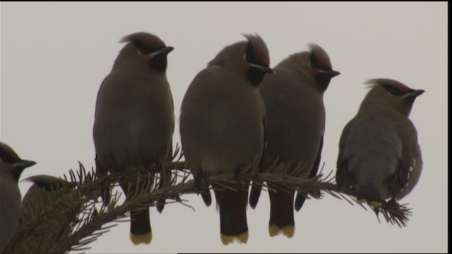 Bohemian Waxwing - ML416336