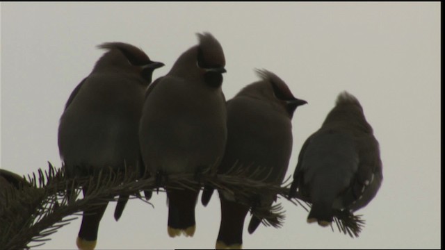 Bohemian Waxwing - ML416337