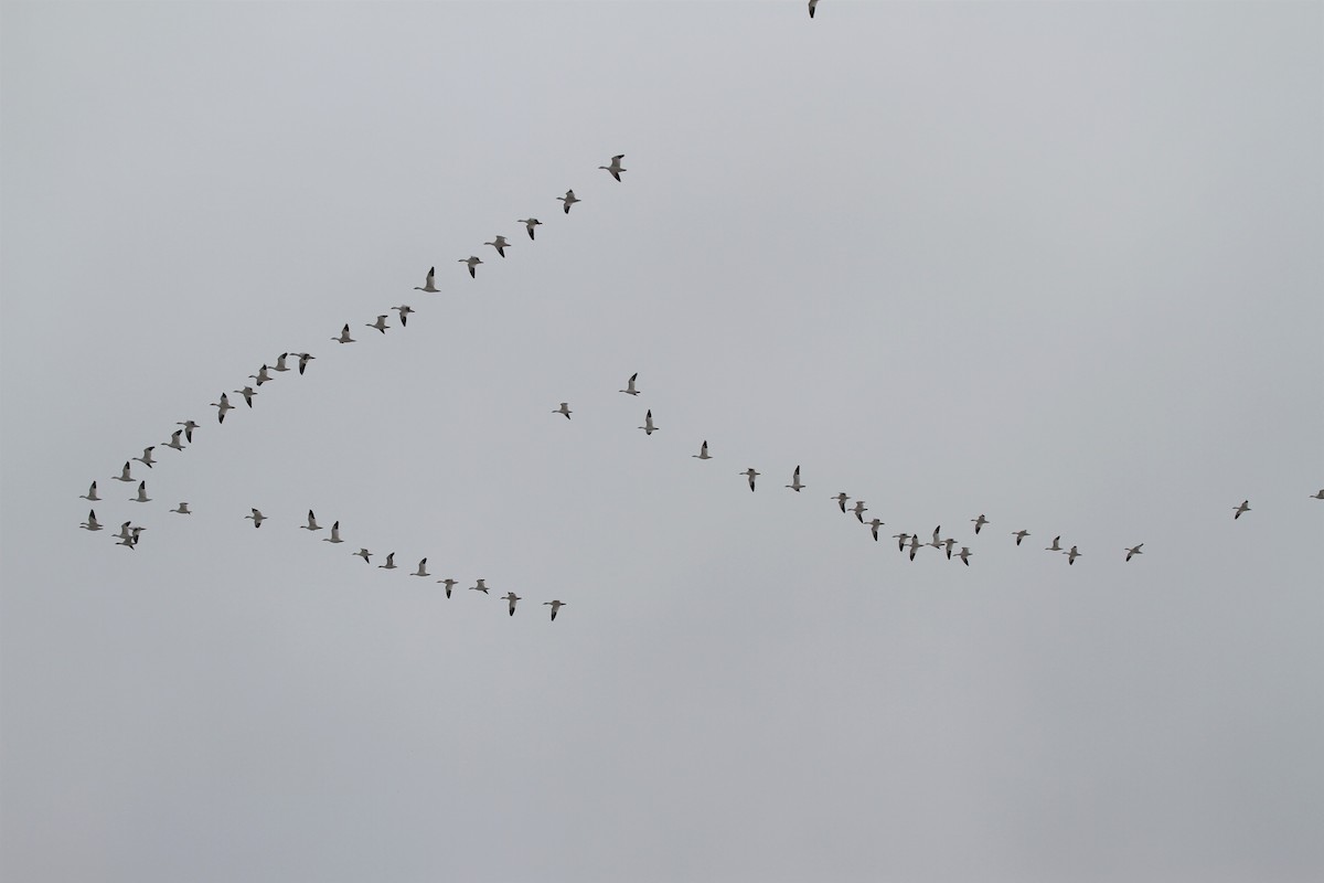 Snow Goose - ML416337511