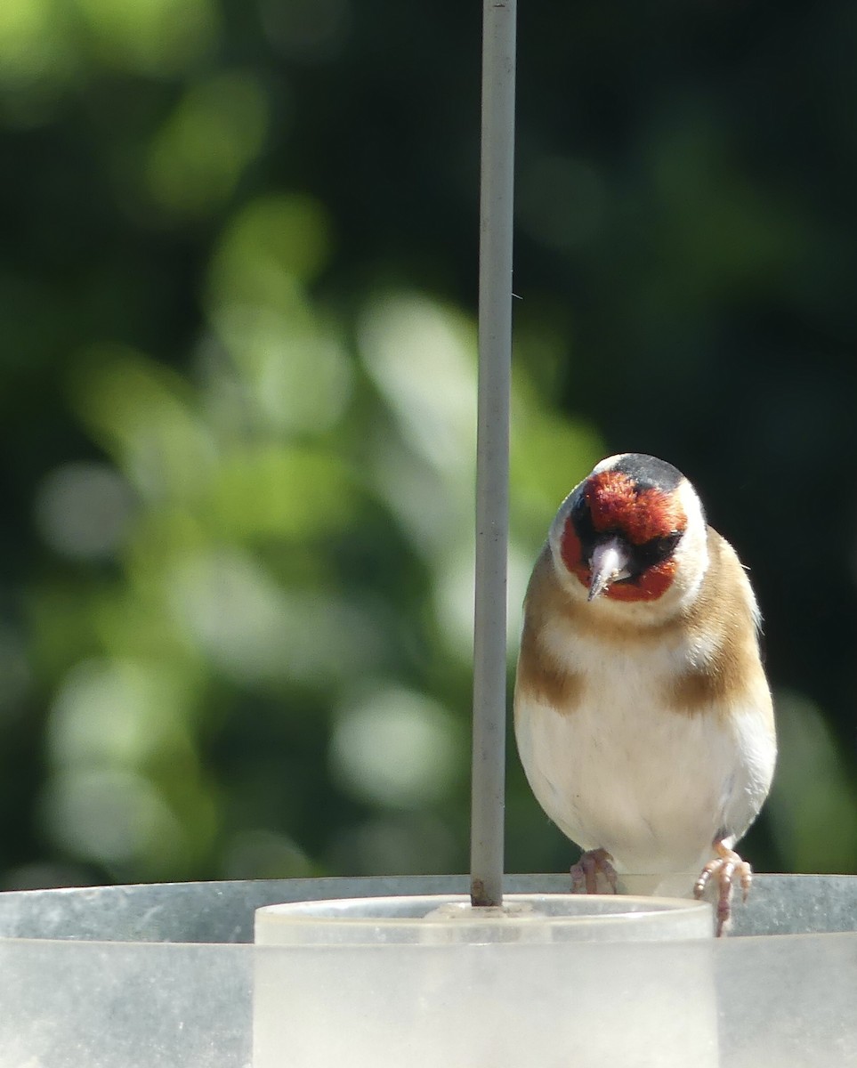 European Goldfinch - ML416338091