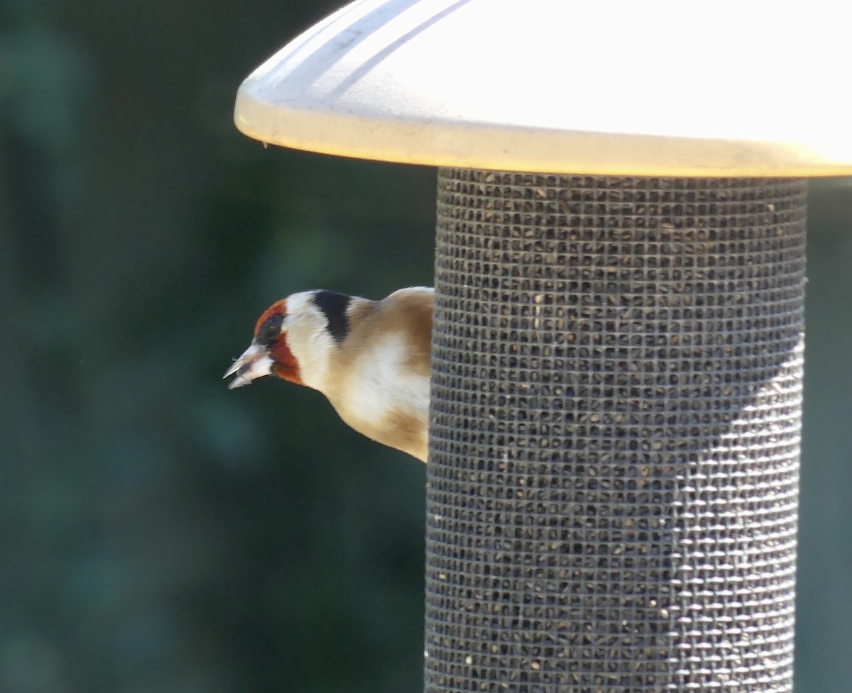 European Goldfinch - ML416338101