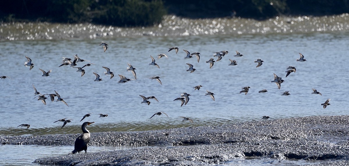 Dunlin - ML416338271