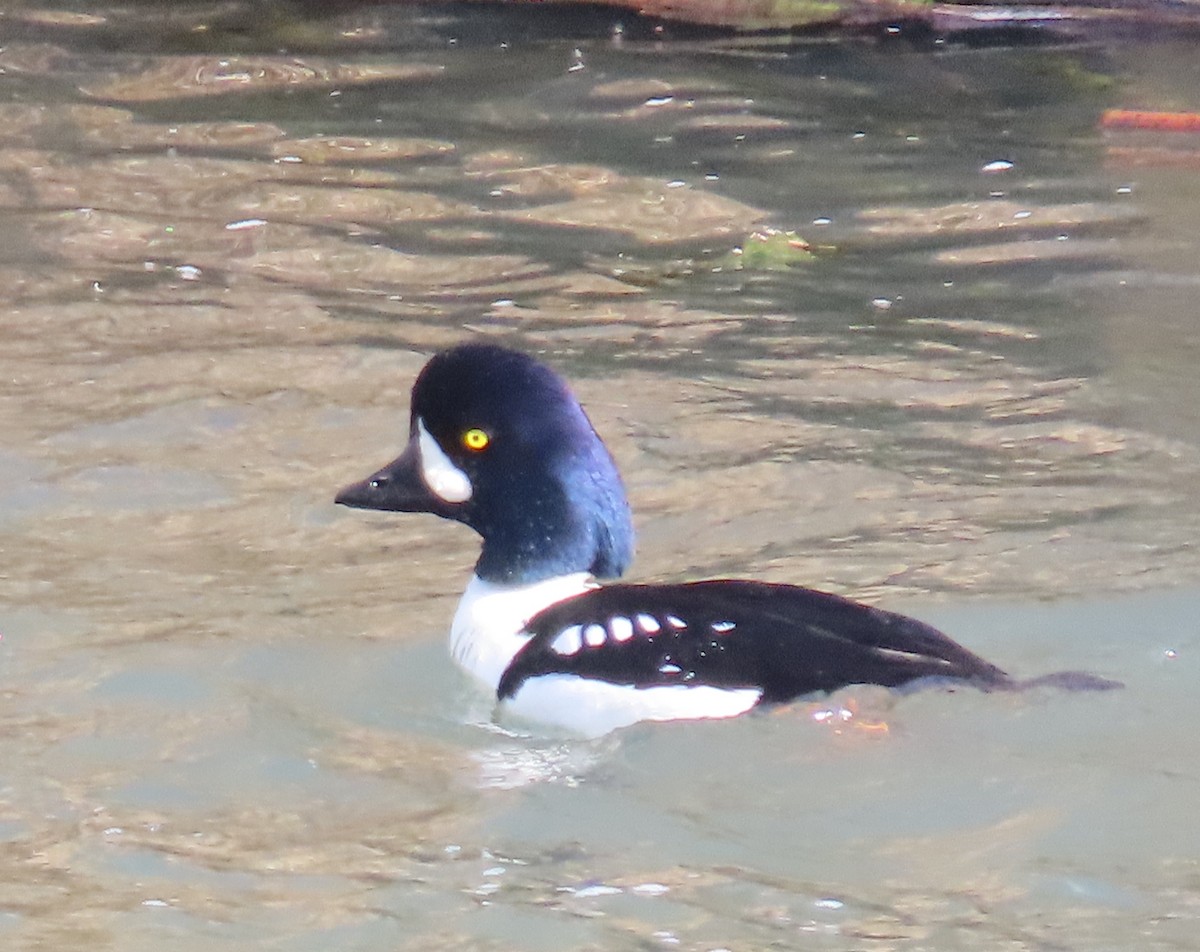 Barrow's Goldeneye - ML416338871