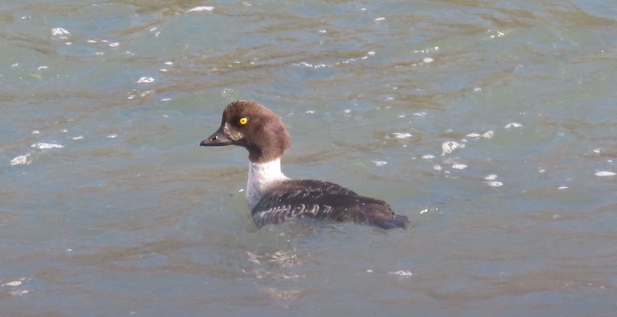 Barrow's Goldeneye - ML416339101