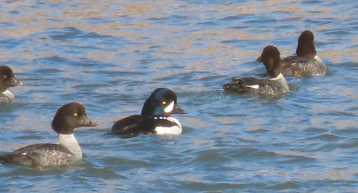 Barrow's Goldeneye - ML416339311