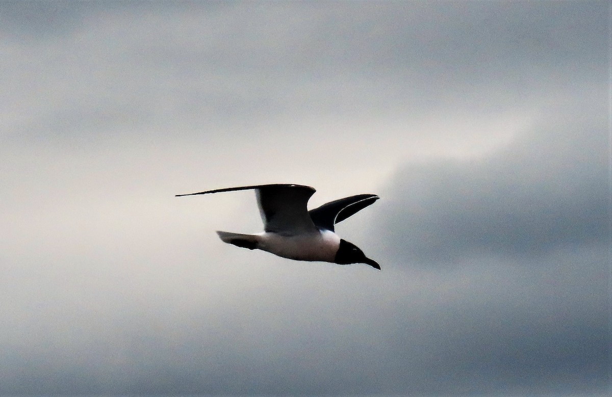 Laughing Gull - CNM LadybirDARs