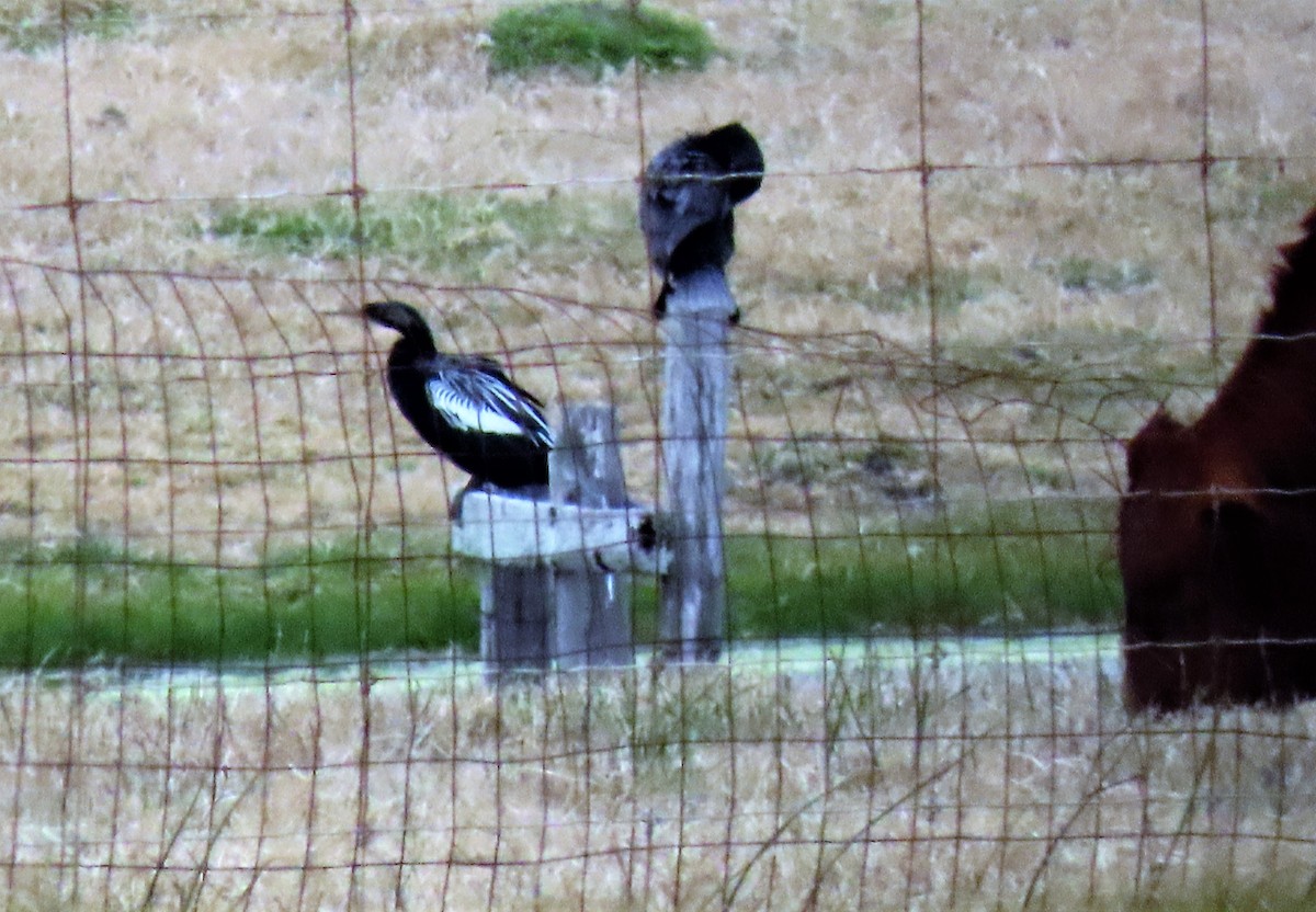 anhinga americká - ML416340341