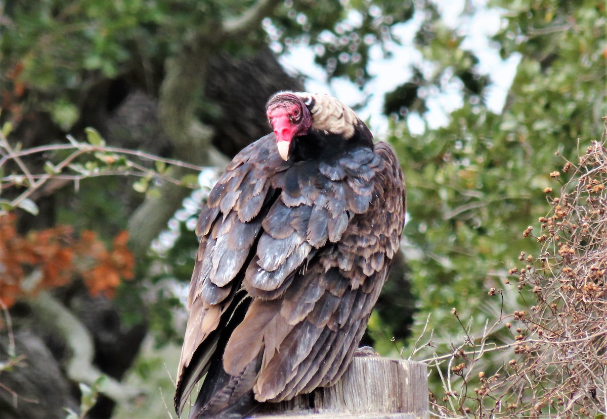 Turkey Vulture - CNM LadybirDARs