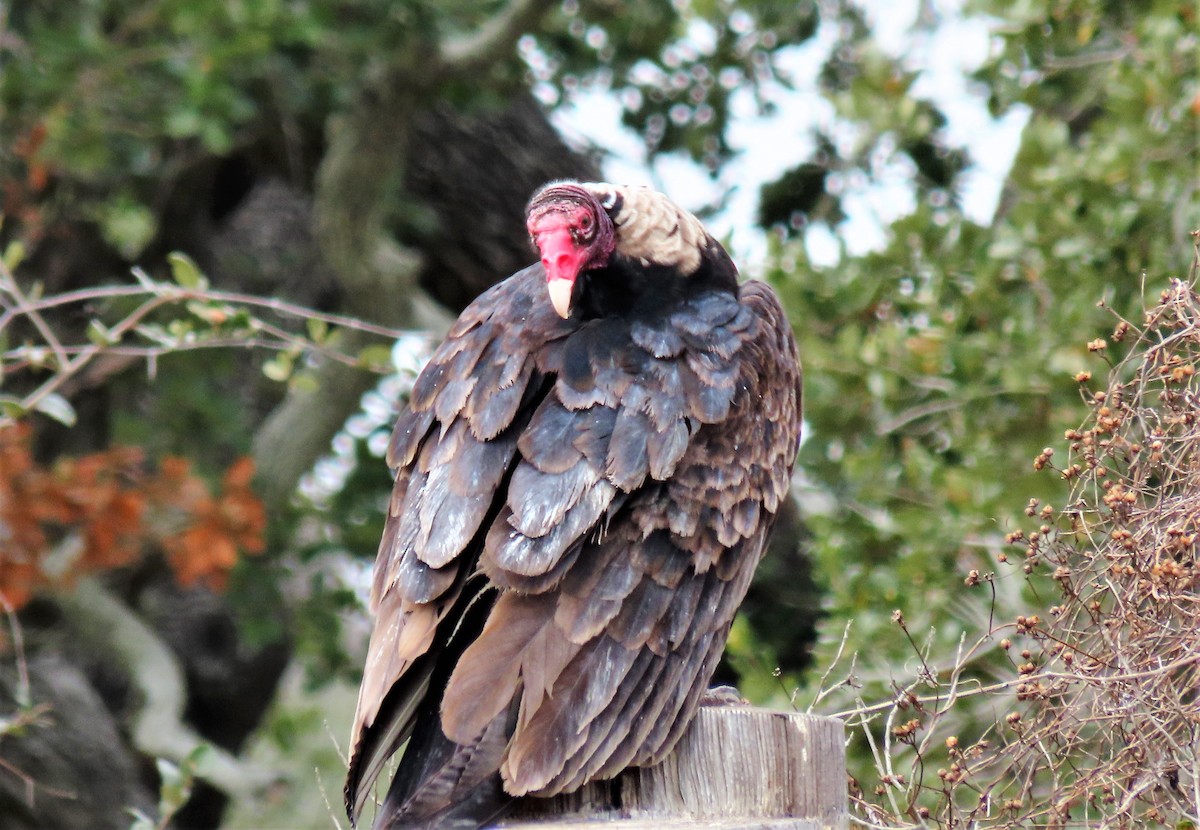 Urubu à tête rouge - ML416340771