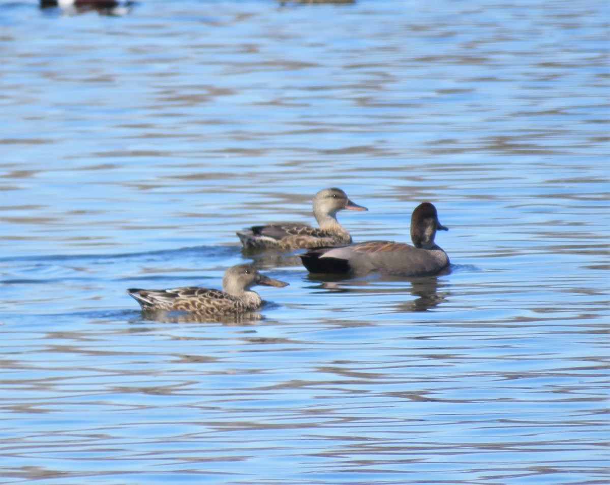 Gadwall - ML416341261