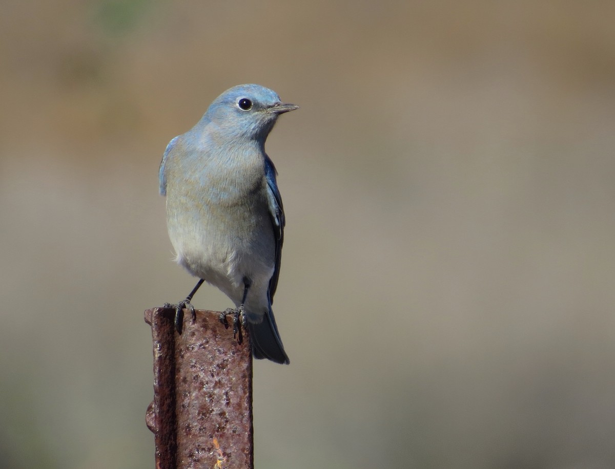 Mountain Bluebird - ML41634371