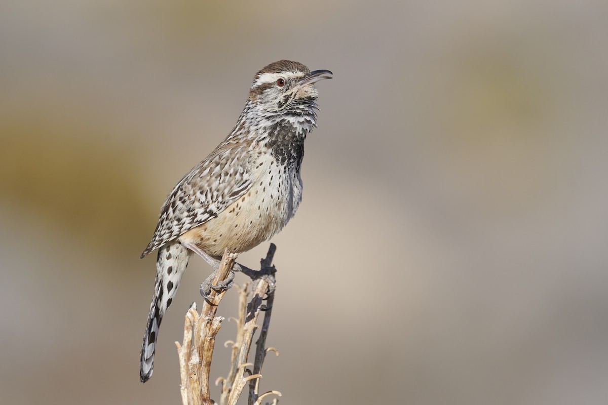 Cactus Wren - Sharif Uddin