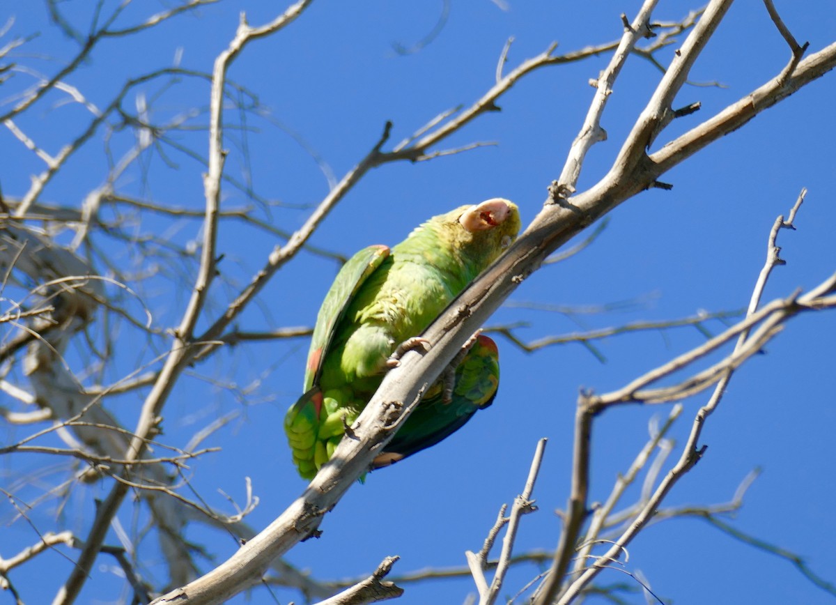 Yellow-headed Parrot - ML416344151