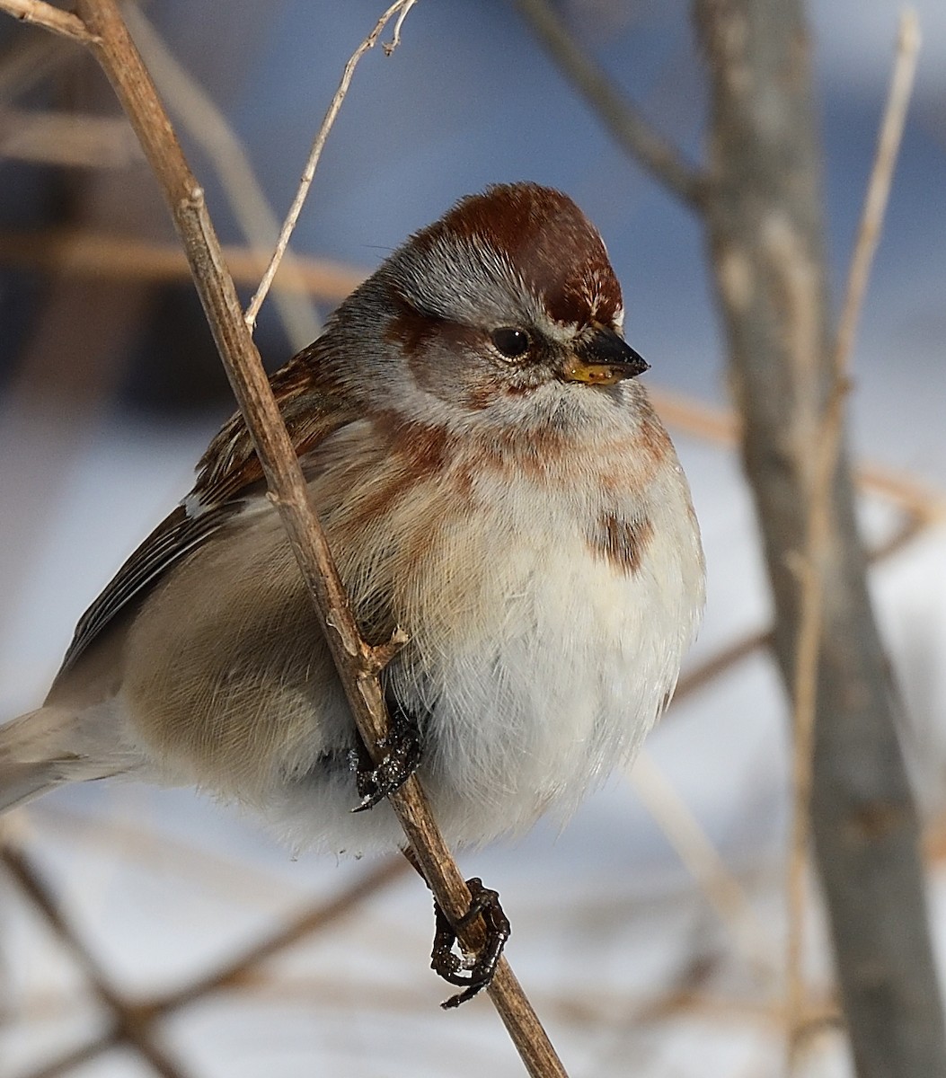 American Tree Sparrow - ML416346271