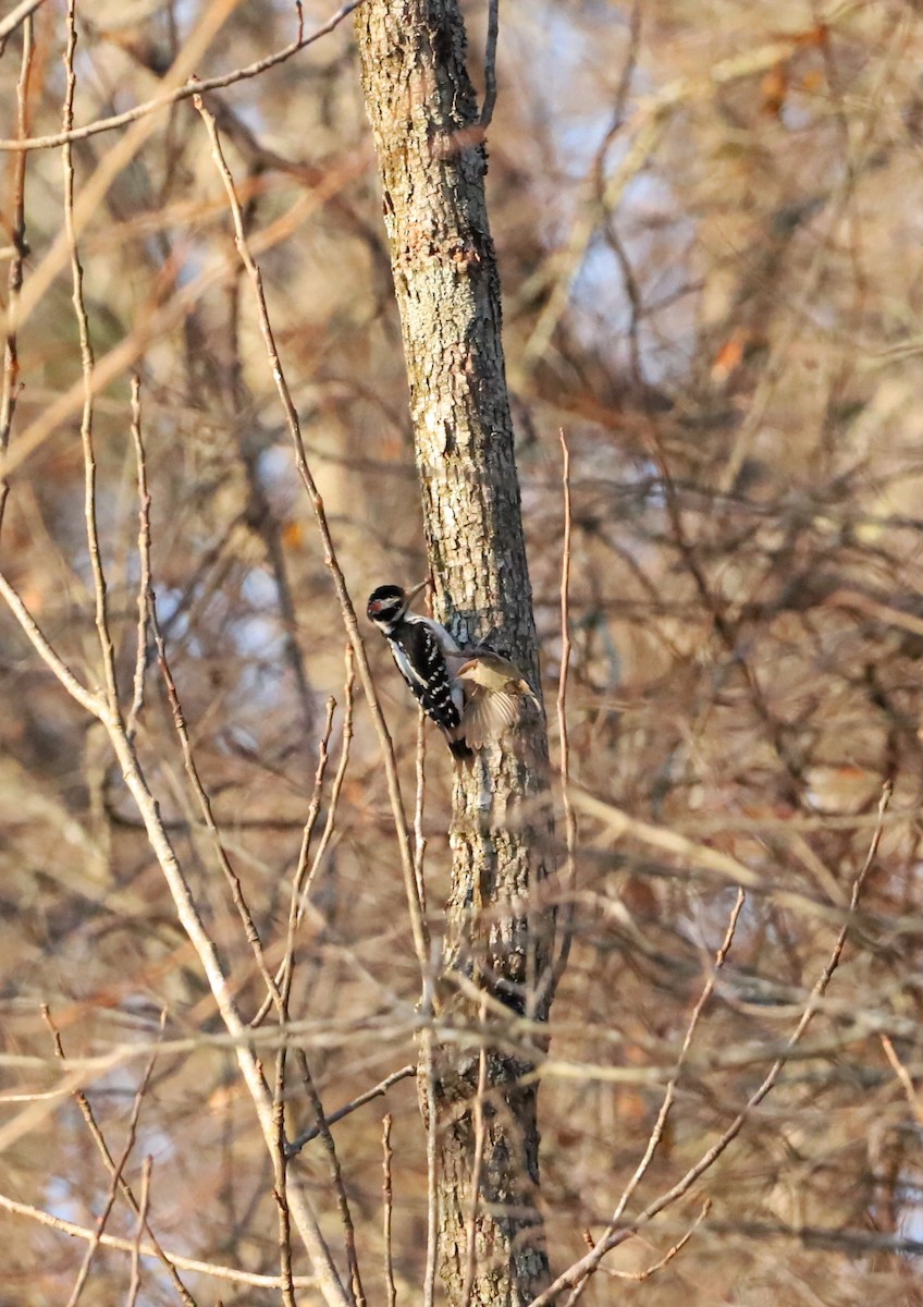 Hairy Woodpecker - ML416346891
