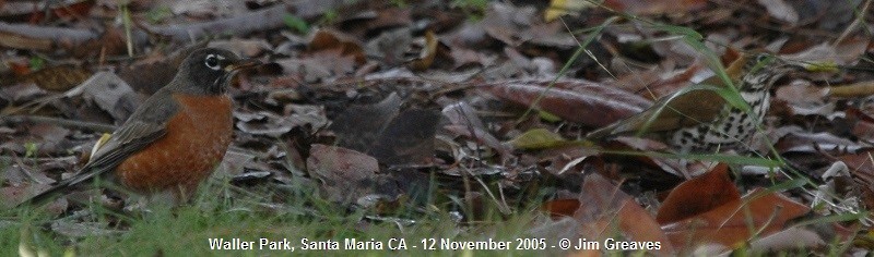 American Robin - ML41634881