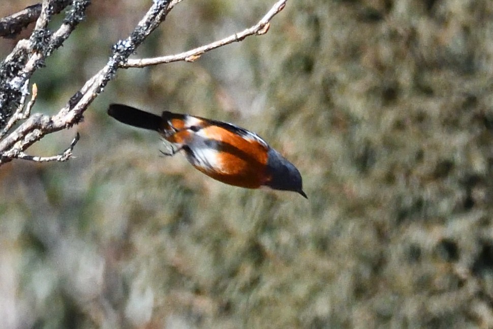 White-throated Redstart - ML416349331