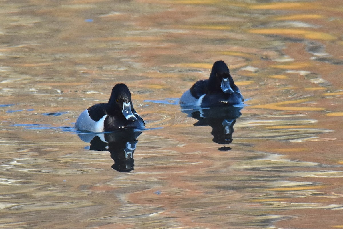 Ring-necked Duck - ML416350041