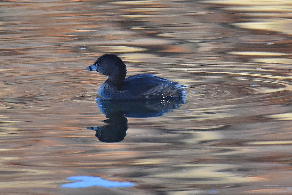 Pied-billed Grebe - ML416350661