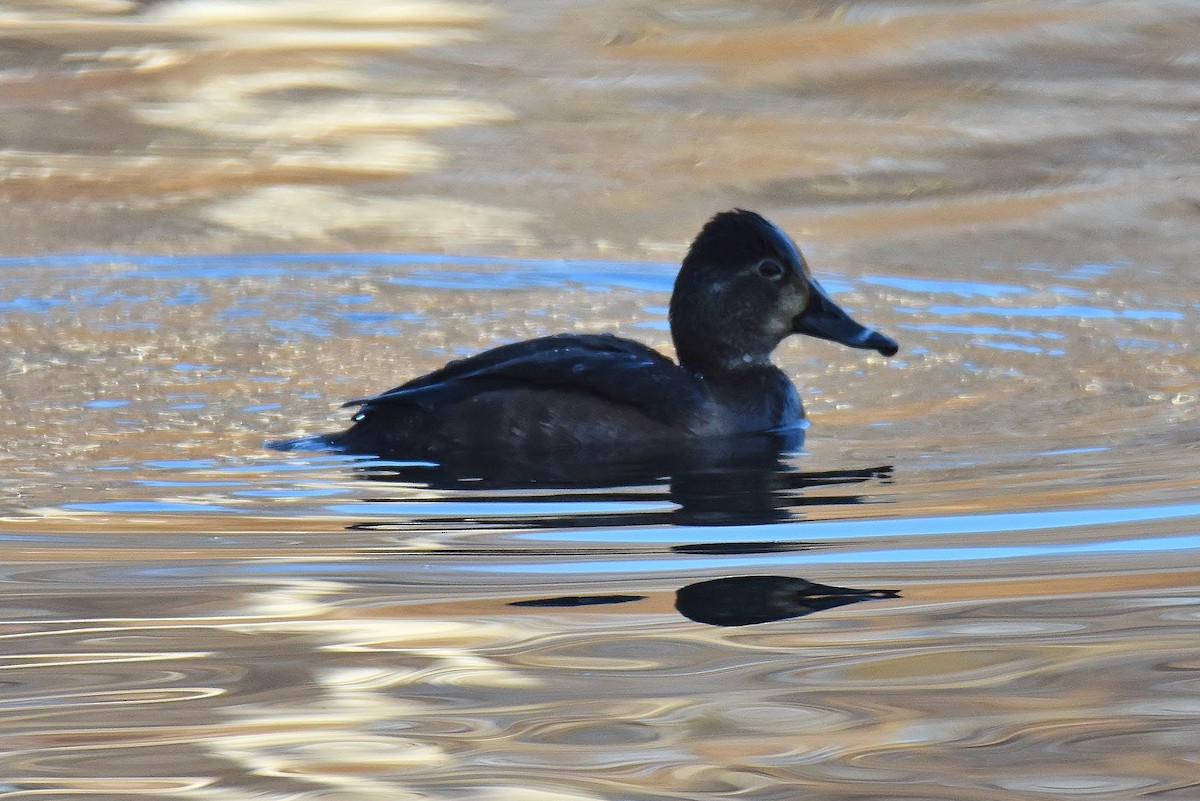 Ring-necked Duck - ML416351021