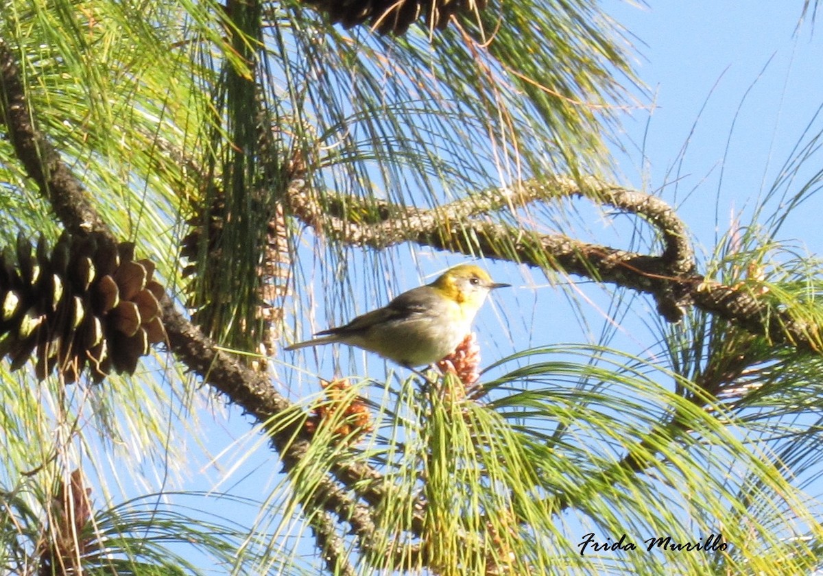 Olive Warbler - Frida Murillo @La aprendiz de Darwin